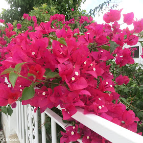 bougainvillea in Spain