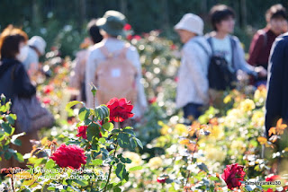 バラ園のスナップ写真