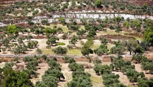 Kisah Mistis Pohon Gharqad di Akhir Zaman bagi Bangsa 