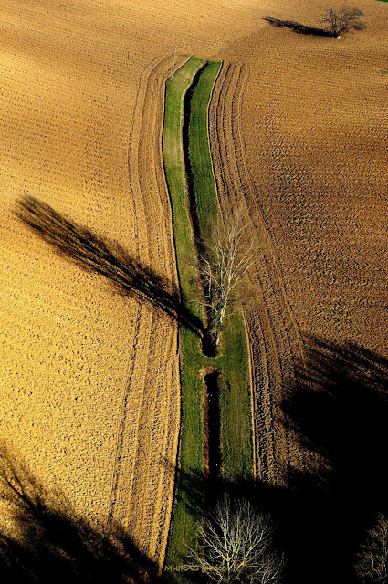 arbre dans les champs suivant une ligne