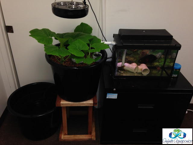 Simple aquaponics system: Aquaponics for office Info