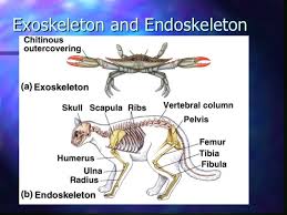 51+ Contoh Hewan Rangka Eksoskeleton, Paling Gokil!