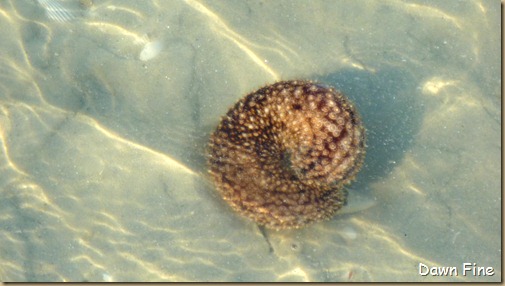 Sanibel Shell and birds_043