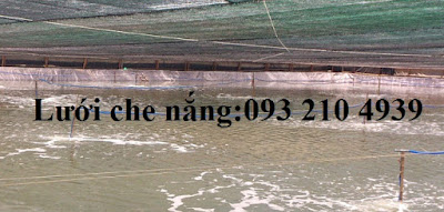 Nuôi tôm công nghệ cao trong nhà lưới che nắng