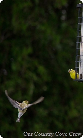Birds In Flight (1 of 1)-10