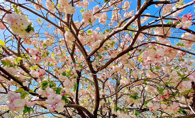 19flowers under Coronavirus spring, flowers bring you a good mood