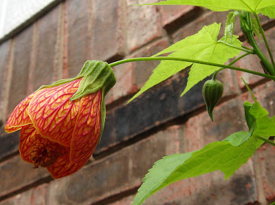 Annieinaustin, Patrick Kirwin abutilon