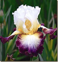 Iris_StarGlow