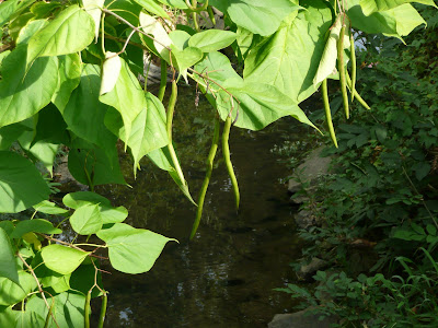 bean tree