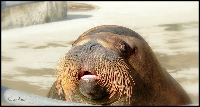 Morse - Walrus by Gattou - Lucie Provencher from flickr (CC-SA)