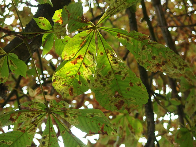 The tell-tale signs leaf mining moth is in town