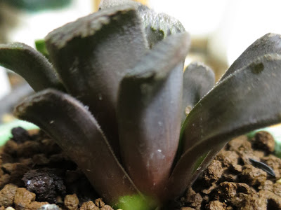 [10000印刷√] 多肉植物 肥料焼け 188900-多肉植物 肥料焼け