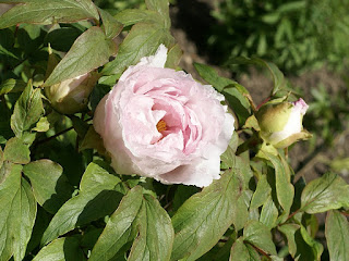 Paeonia suffruticosa 'Yoshinogawa'