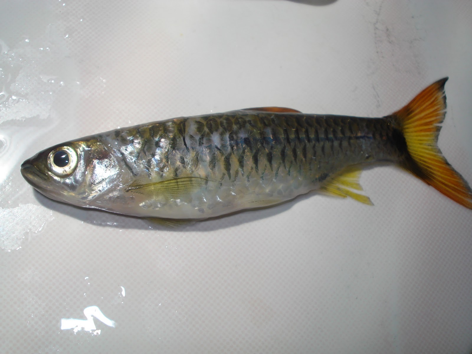 Sang Aruna Ikan  Sungai  Kalimantan