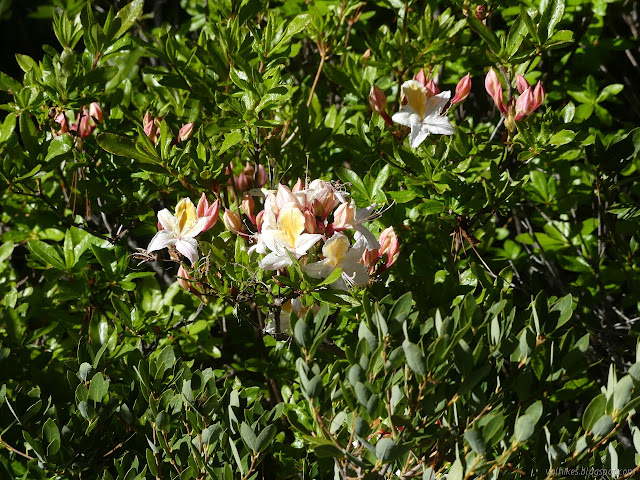 a few flowers, bigger and showy