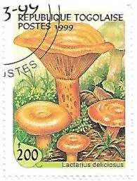 Selo Lactarius deliciosus