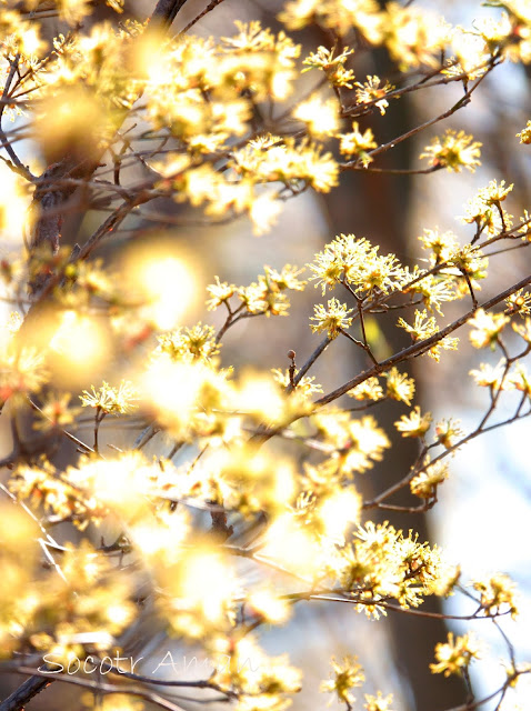 Cornus officinalis