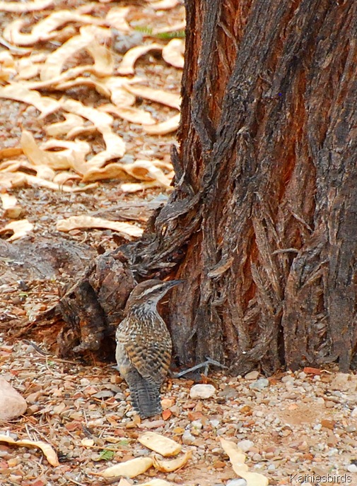 3. Cactus wren-kab