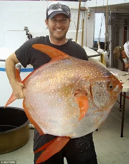 Wow Luar Biasa ! Inilah Ikan Berdarah Panas Pertama Di Dunia Yang Berhasil Diteliti