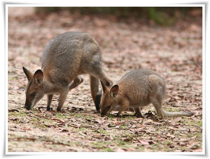 Wallaby facts pictures