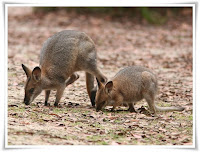 Wallaby Animal Pictures