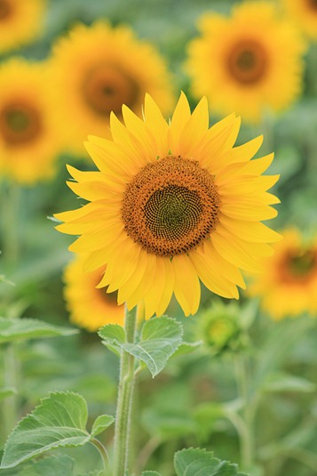 sunflower4