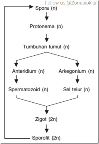 bagan metagenesis lumut