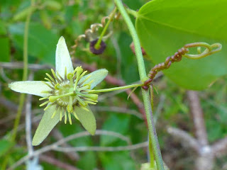 Passiflora suberosa - Passiflore subéreuse