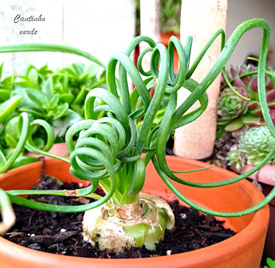 Planta Espiral - Albuca spiralis