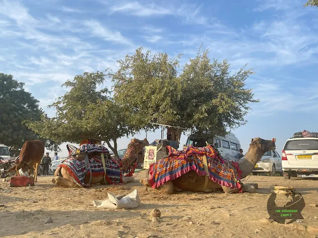 Camels and Cows at Gadisar Lake, Jaisalmer, Rajasthan, India