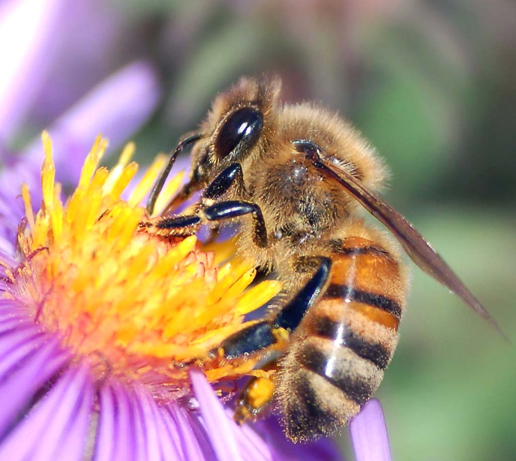 apis florea, bee species, honey bee species