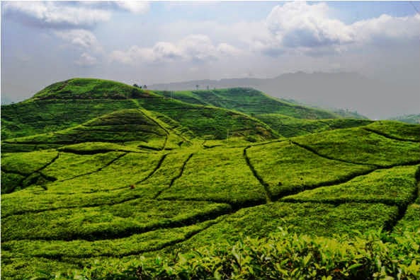 Taman Nasional Gunung Halimun Salak