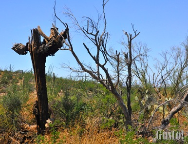 14. more cactus bones