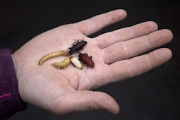 Eating insects could help fight obesity, U.N. says