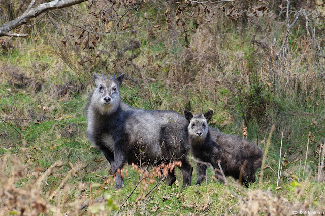 Japanese Serow