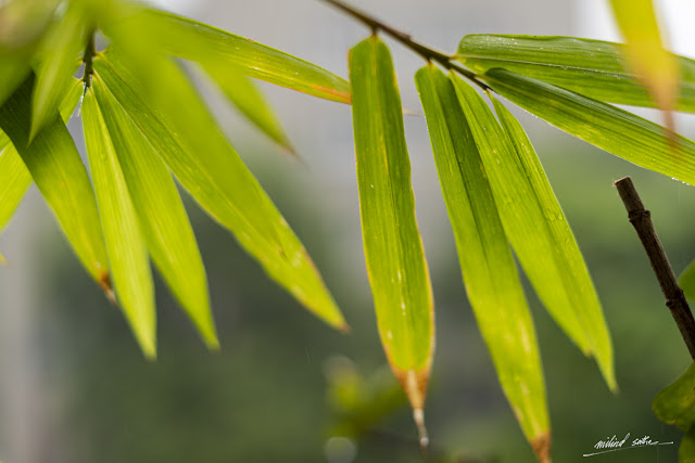 Bamboo leaves at home -7