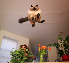 Funny cats - part 78 (35 pics + 10 gifs), cat pics, flying cat
