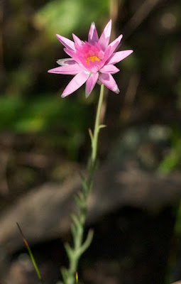 Splendid Everlasting (Rhodanthe chlorocephala)