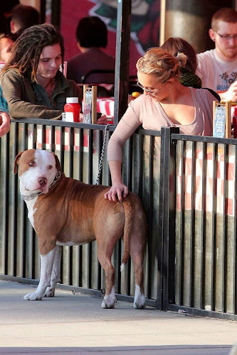 Hayden Panattiere, Dog, hollywood, hotel, lunch,