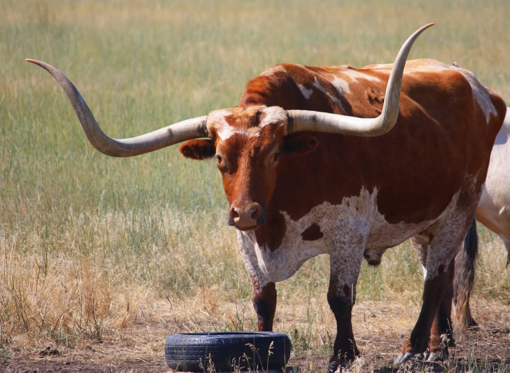 Big Horn Basin Wyoming: Wyoming Longhorn Cattle