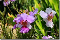 Vanda-Miss-Agnes-Joaquim3