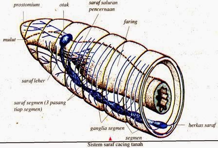  Sistem  Saraf  Pada Hewan  Vertebrata  dan Avertebrata 