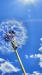 Dandelion & Blue Skies iPhone 5 free backgrounds