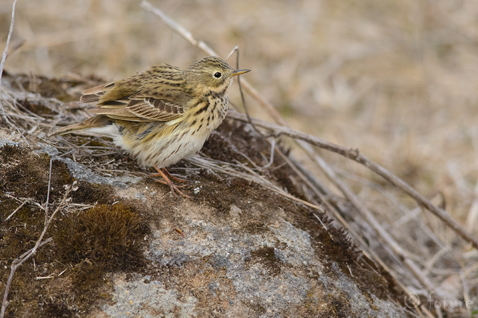 Sookiur, Anthus pratensis, Meadow Pipit, kiur