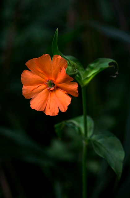 Зорька родственная (Lychnis cognata)