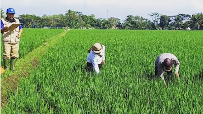 Komisi II Mendorong UPTD Balai Benih Padi dan Palawija Terus  Berinovasi Bidang Pertanian