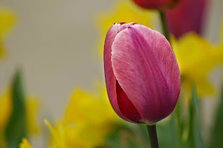 pink tulip photo by mbgphoto