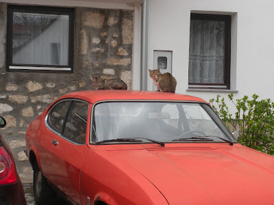 Cat in Mostar, Bosnia