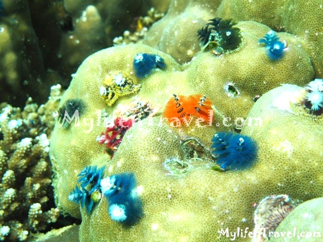 Koh Lipe Diving 83