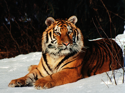 tiger wallpaper. Tiger wallpaper - 5647